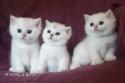 S*Esteticas Hugo, S*Esteticas Hera and S*Esteticas Harry 5 weeks - nr 2