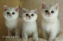 S*Esteticas Harry, S*Esteticas Hera and S*Esteticas Hugo 11 weeks - nr 1