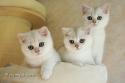 S*Esteticas Harry, S*Esteticas Hera and S*Esteticas Hugo 11 weeks - nr 2