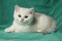 S*Esteticas Harry 8 weeks - nr 2