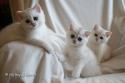 S*Esteticas Harry, S*Esteticas Hera and S*Esteticas Hugo 8 weeks - nr 1