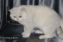 EC&EP FIN*Casahin Sir Henry (Henkka) i Ulricehamn