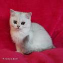 S*Esteticas Hera 16 weeks - nr 1