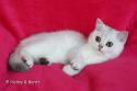 S*Esteticas Hera 16 weeks - nr 2