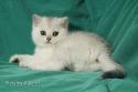 S*Esteticas Hera 8 weeks - nr 2