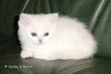 S*Esteticas Hope Gem of  Catpearl (Hope) 7 weeks