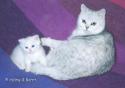 S*Esteticas Hubertus (Hubbe) 4 weeks and Quicksilver Sparkling Parade (Cassandra)