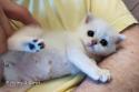 S*Esteticas Iza (Iza) 4 weeks - nr 1
