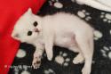 S*Esteticas Iza (Iza) 4 weeks - nr 4