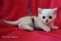 S*Esteticas Iza (Iza) 6 weeks - nr 1