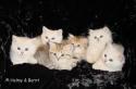 J-litter- 7 weeks