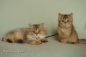 S*Esteticas Jade (Lucy) and S*Esteticas Jewel (Flora) 12 weeks - nr 1