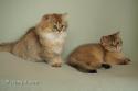 S*Esteticas Jade (Lucy) and S*Esteticas Jewel (Flora) 12 weeks - nr 2