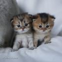 S*Esteticas Jade (Lucy) and S*Esteticas Jewel (Flora) 3 weeks - nr 1