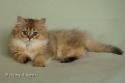 S*Esteticas Jade (Lucy) 12 weeks - nr 1