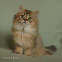 S*Esteticas Jade (Lucy) 12 weeks - nr 2