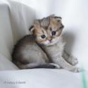 S*Esteticas Jade (Lucy) 3 weeks - nr 1