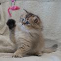 S*Esteticas Jade (Lucy) 7,5 weeks - nr 2