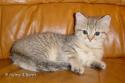 S*Esteticas Jamas Soulis (Jamas) 12 weeks