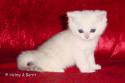 S*Esteticas James Bond (James) 5 weeks