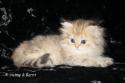 S*Esteticas Jemma (Jemma) 7 weeks