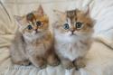 S*Esteticas Jewel (Flora) and S*Esteticas Jade (Lucy) 7,5 weeks - nr 1