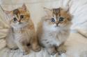 S*Esteticas Jewel (Flora) and S*Esteticas Jade (Lucy) 7,5 weeks - nr 2