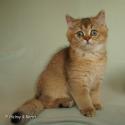 S*Esteticas Jewel (Flora) 12 weeks - nr 2