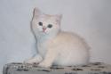 S*Esteticas Jingel (Jingel) 10 weeks
