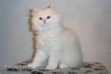 S*Esteticas Jinks (Jinks) 10 weeks