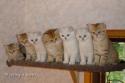 K-litter- 11 weeks and L-litter- 9 weeks - nr 1