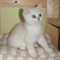 S*Esteticas Sir Lancelot (Lancelot) 11 weeks - nr 1