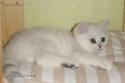 S*Esteticas Sir Lancelot (Lancelot) 11 weeks - nr 2