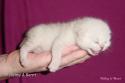 S*Esteticas Sir Lancelot (Lancelot) 1 week - nr 1