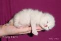 S*Esteticas Sir Lancelot (Lancelot) 1 week - nr 2