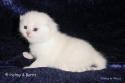 S*Esteticas Sir Lancelot (Lancelot) 2 weeks - nr 1