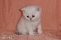 S*Esteticas Sir Lancelot (Lancelot) 4 weeks - nr 1
