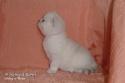 S*Esteticas Sir Lancelot (Lancelot) 4 weeks - nr 2