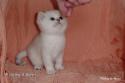 S*Esteticas Sir Lancelot (Lancelot) 4 weeks - nr 3