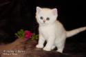 S*Esteticas Sir Lancelot (Lancelot) 6 weeks - nr 1