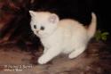 S*Esteticas Sir Lancelot (Lancelot) 6 weeks - nr 2