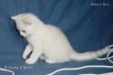 S*Esteticas Sir Lancelot (Lancelot) 8 weeks - nr 2