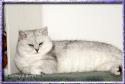 CH S*Esteticas Lucky de Lux (Lucky) 1,5 years