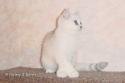 CH S*Esteticas Lucky de Lux (Lucky) 12 weeks
