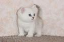 CH S*Esteticas Lucky de Lux (Lucky) 5 weeks