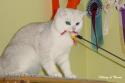 IC Laurin vum Rousegaard (Luxen) 1 year byte