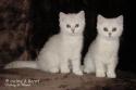 S*Esteticas Mister Max (Max) and S*Esteticas Miss Misty (Misty) 10 weeks