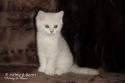 S*Esteticas Mister Max (Max) 10 weeks