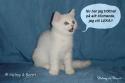 S*Esteticas Mister Max (Max) 12 weeks jamar