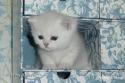 S*Esteticas Mister Max (Max) 4 weeks